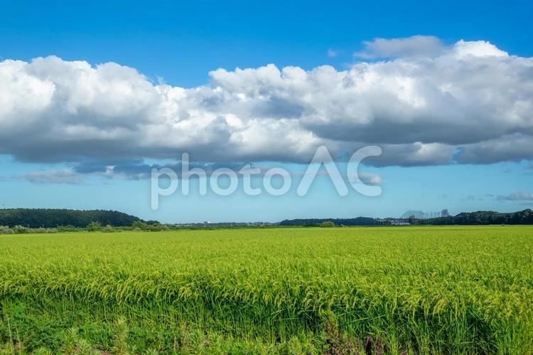 田園風景 田園風景,田舎,晴天の写真素材