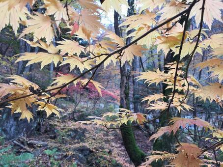 紅葉狩り 紅葉狩り もみじ,秋,木の写真素材
