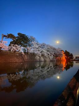 夜桜 夜桜,桜,新発田城の写真素材