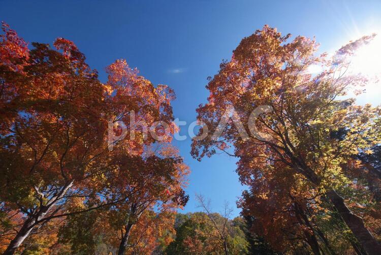 滝野すずらん丘陵公園の輝き 滝野すずらん丘陵公園,綺麗,黄色い葉の写真素材