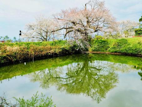 浅井の一本桜 浅井の一本桜の写真