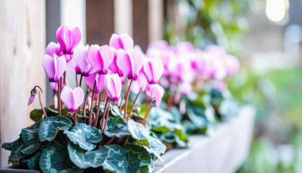 冬の花 シクラメン 冬の花 シクラメンの写真