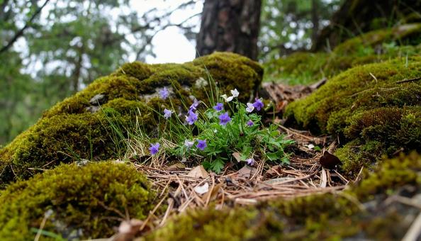 苔むす岩と山野草の写真