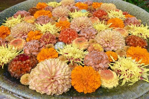 色鮮やかな花手水20 花手水,はなちょうず,手水舎の写真素材