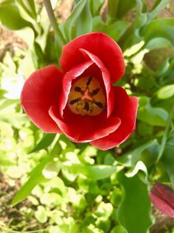 チューリップの写真