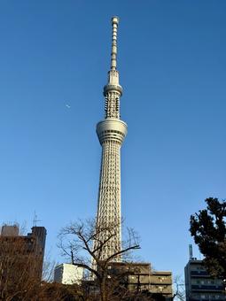 墨田区側から見たスカイツリー スカイツリー,隅田公園,墨田区の写真素材