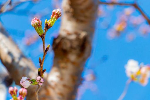 桜の蕾の写真