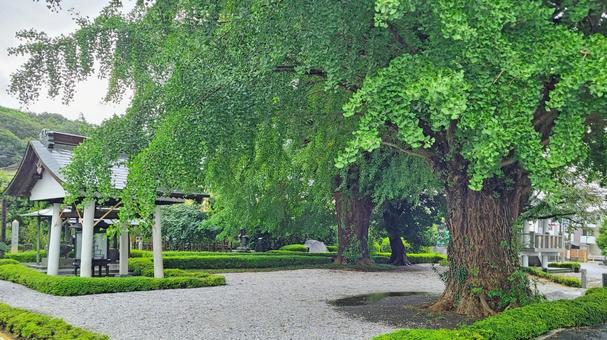 坂東33観音 08番 星谷寺 雨天の境内 坂東33観音 08番 星谷寺 雨天の境内 星谷寺,妙法山,参道の写真素材