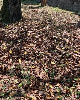 公園の落ち葉 公園の落ち葉の写真
