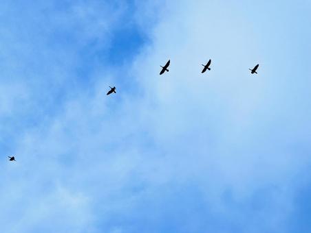 青空の鳥たち 青空の鳥たちの写真