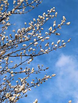 早春の梅の花 梅の花,寒梅,白梅の写真素材