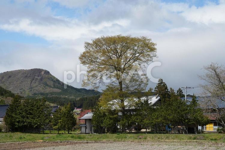 大きな木の風景 枯葉,青空,背景素材の写真素材