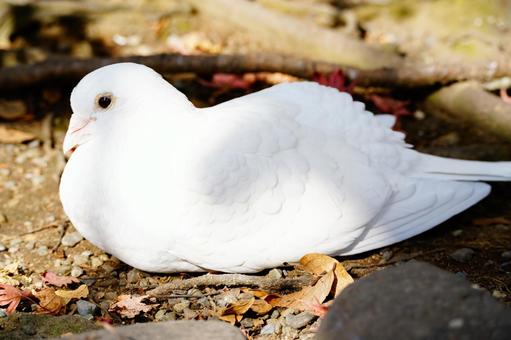 日向でくつろぐ白いハトのポート ハト,鳩,白鳩の写真素材