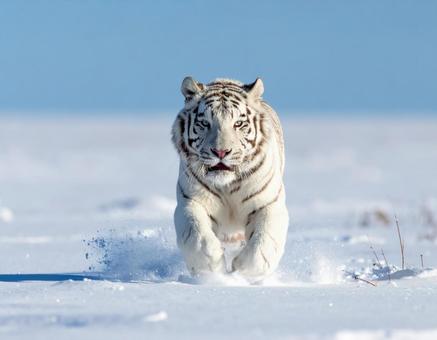 寅年フォト・ホワイトタイガー 寅年フォト・ホワイトタイガーの写真