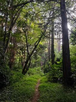 緑豊かな小道 緑豊かな小道の写真