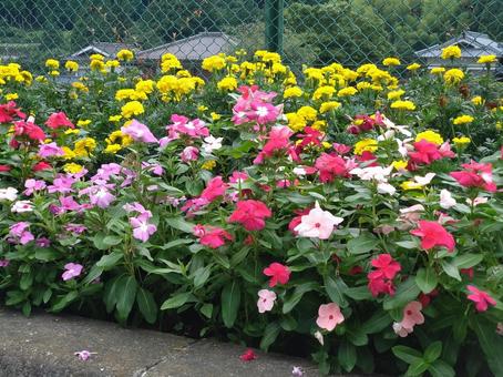 咲き誇る花 咲き誇る花の写真