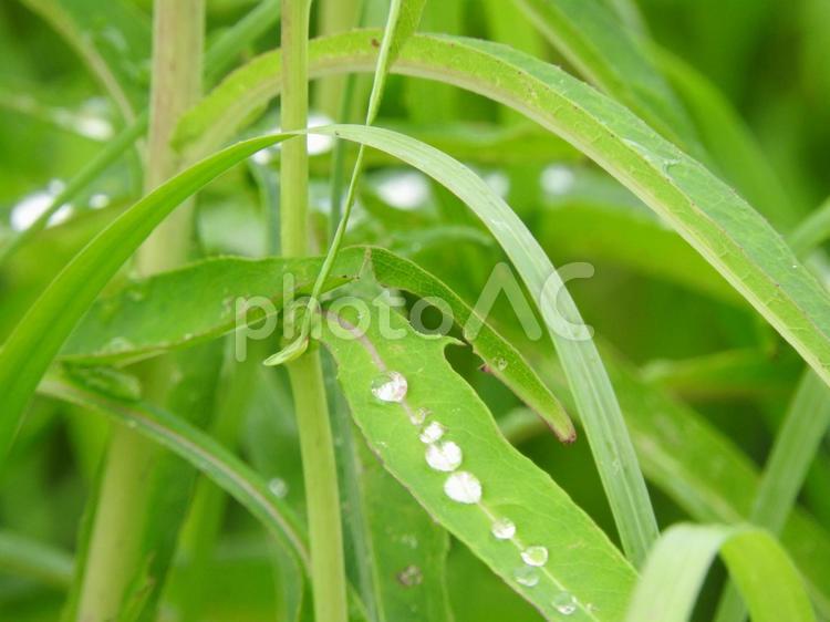 雨の日の風景 雨の日,草花,しずくの写真素材