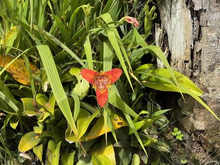 南米の花 南米の花の写真