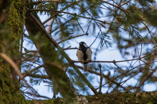 木の枝にとまるシジュウカラ 木の枝にとまるシジュウカラの写真
