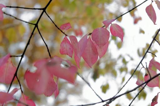 紅葉 紅葉の写真