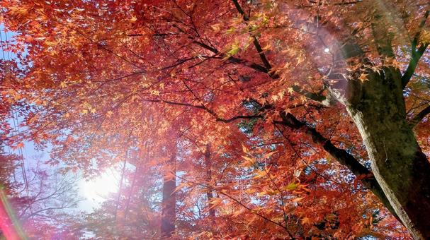 もみじ もみじ 紅葉,もみじ,モミジの写真素材