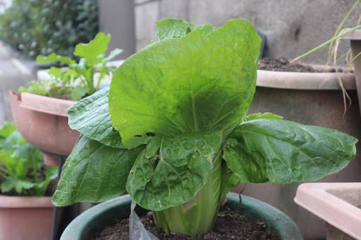 ベガ菜 白菜,食べ物,植物の写真素材