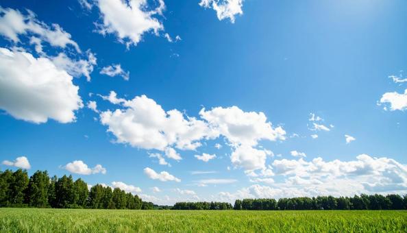 真夏の青空と草原 真夏の青空と草原の写真