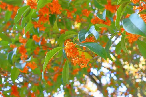キンモクセイ　花 キンモクセイ,金木犀,木の写真素材
