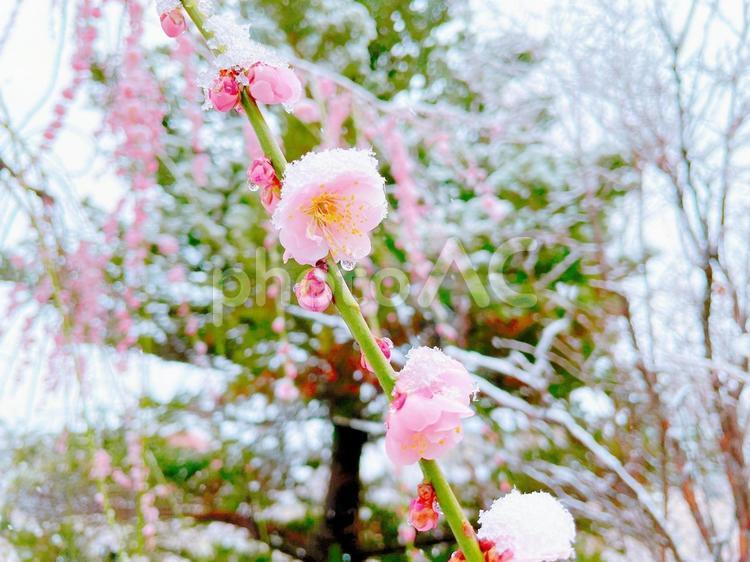 雪が積もるピンクの枝垂れ梅 梅の花,花,花木の写真素材