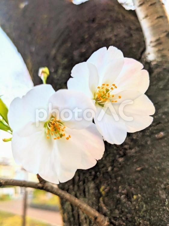 ふたごのさくら 桜,春,木の幹の写真素材