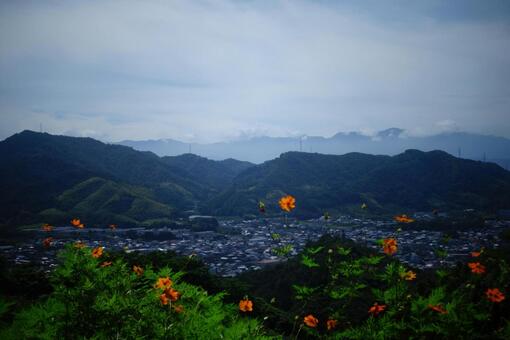 コスモスと山々 コスモスと山々の写真