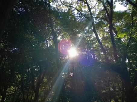 木漏れ日 木漏れ日の写真