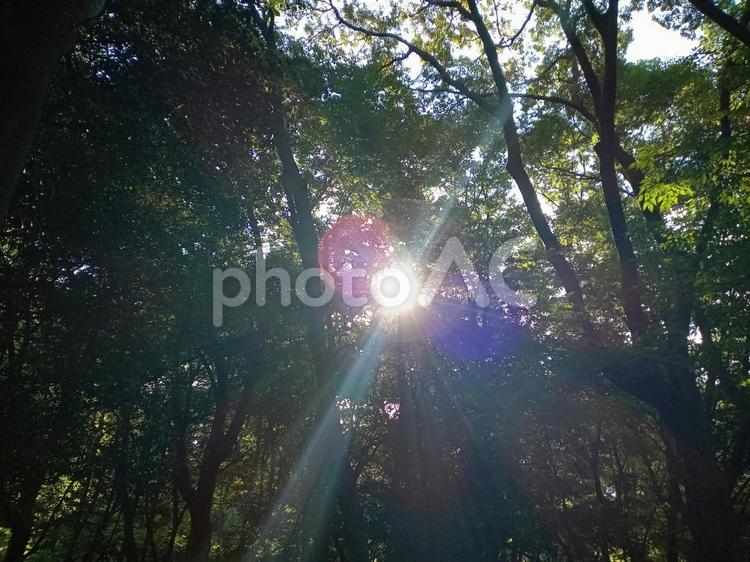 木漏れ日 木漏れ日,木,太陽の写真素材