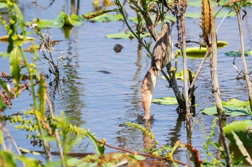 Photo, bird, yellow bittern, wild bird, 