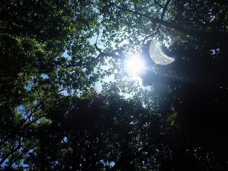 森から見上げた空 森から見上げた空の写真