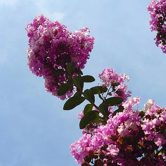 高いサルスベリの花 高いサルスベリの花の写真