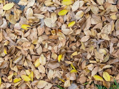 地面いっぱいの落ち葉 落ち葉,枯れ葉,地面の写真素材