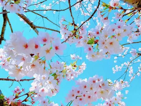 お花見 桜 お花見 桜 サクラ,花,風景の写真素材