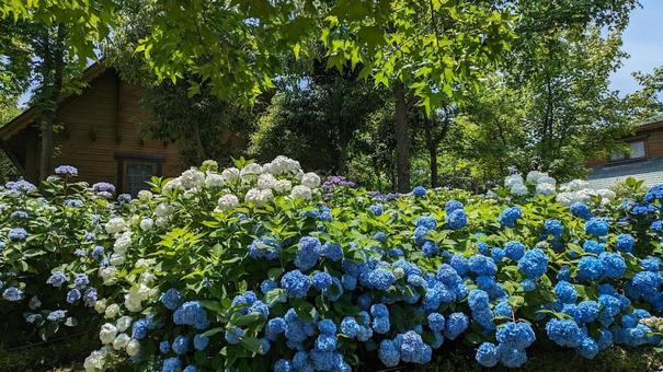 あじさいの写真
