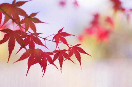 真っ赤な紅葉 真っ赤な紅葉 紅葉,秋,風景の写真素材