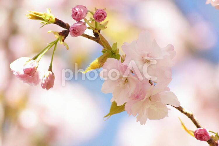 里桜-93 桜,サトザクラ,八重桜の写真素材