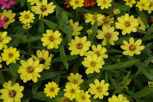 ジニア・プロフュージョン ジニア・プロフュージョン,秋の花,花壇の写真素材