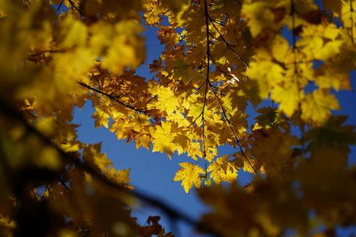 紅葉　色づくモミジ もみじ,モミジ,カエデの写真素材