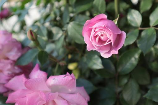 バラ園にてピンクの薔薇を撮影しました バラ園にてピンクの薔薇を撮影しました 花,薔薇,自然の写真素材