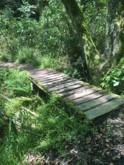 山間部の木の橋 木橋,山間部,森林の写真素材