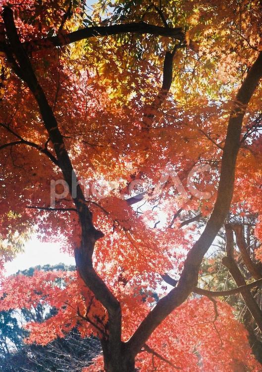 フィルムカメラで撮影した紅葉 もみじ,赤,風景の写真素材