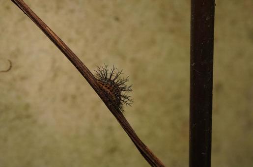 トホシテントウの幼虫 トホシテントウの幼虫の写真
