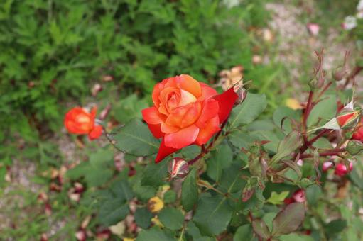 バラ園にて綺麗な薔薇を撮影しました バラ園にて綺麗な薔薇を撮影しましたの写真