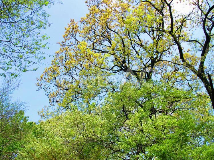 樹木と空 新緑,木漏れ日,青空の写真素材