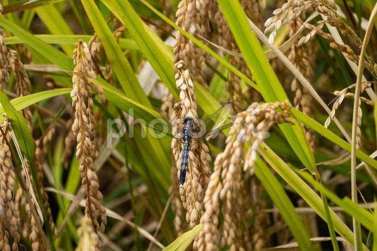 シオカラトンボ（メス）(35) トンボ,シオカラトンボ,メスの写真素材
